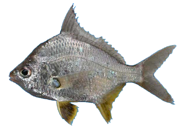 Mojarra Aletas Amarillas