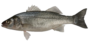 Lubina, Róbalo