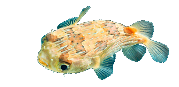 Pez Erizo