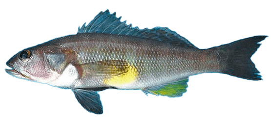 Carajito