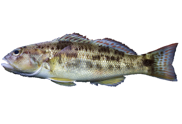 Serrano arenero
