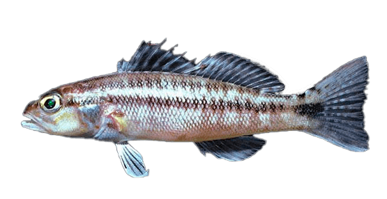 Serrano cabicucho