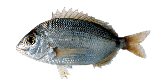 Raspallón