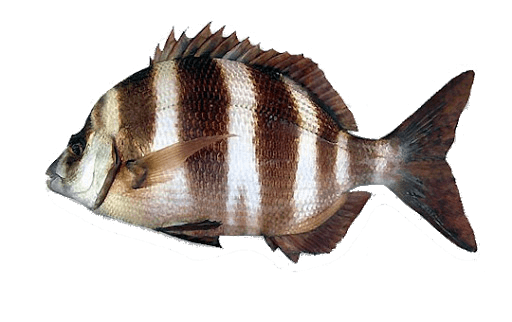 Sargo Breado