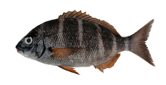 Bedao de Cabo Verde
