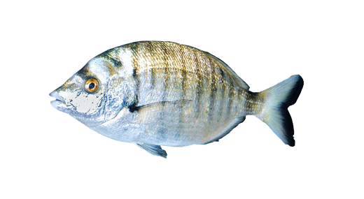 Sargo Picudo