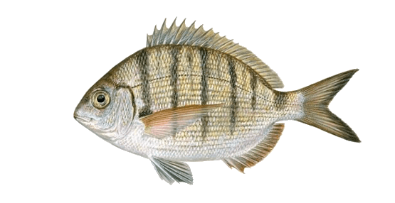 Sargo Común