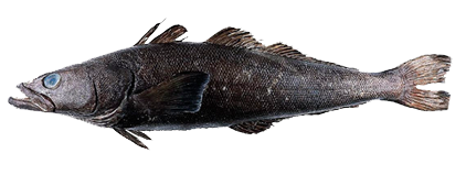 Merluza Negra