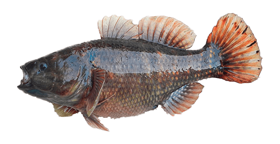 Bante