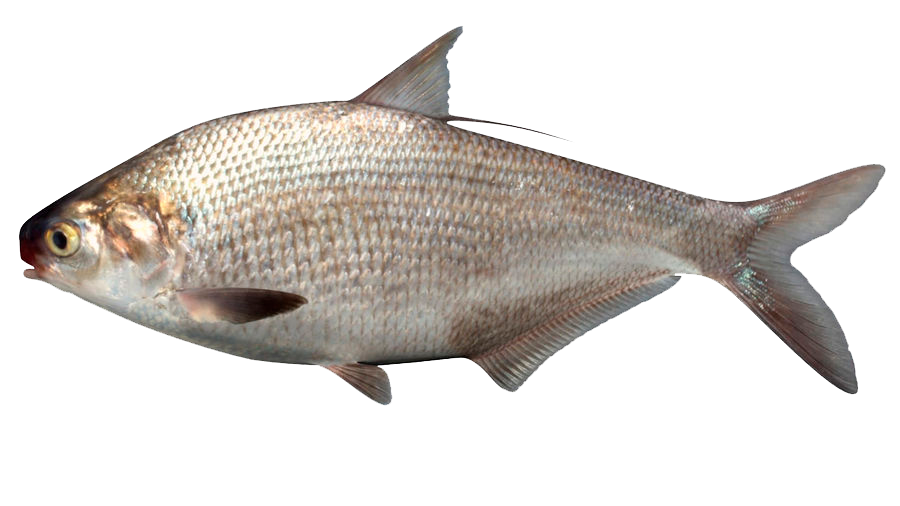 Sardina de barro