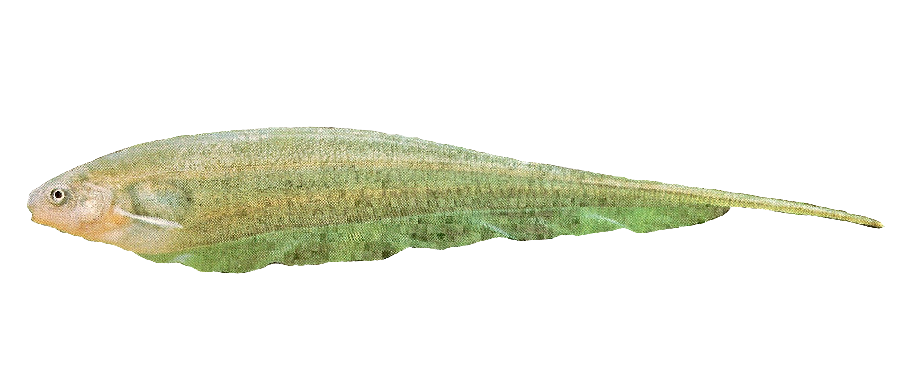 Banderita