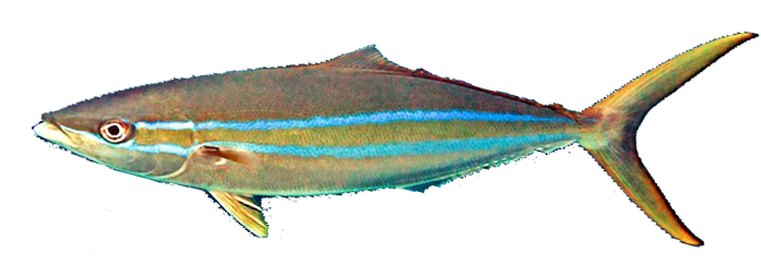 Macarela Arcoiris