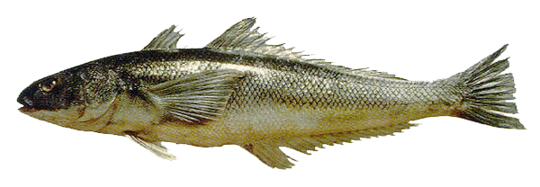 Róbalo Chileno