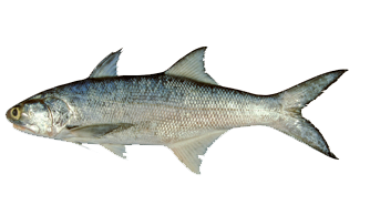 Barbudo