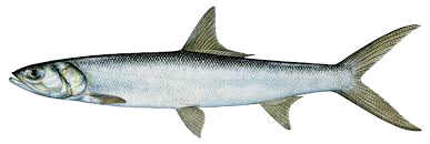 Machete del Atlántico