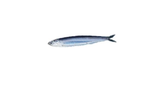 Boquerón