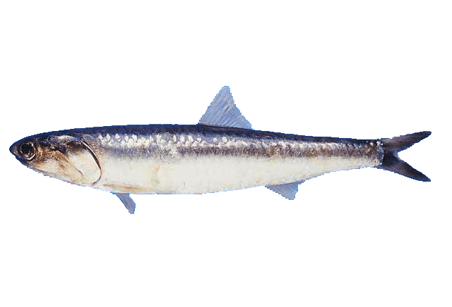 Anchoveta norteña