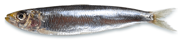 Anchoveta
