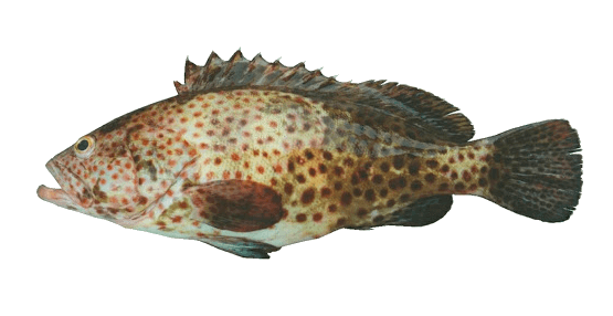 Cabilla pinta