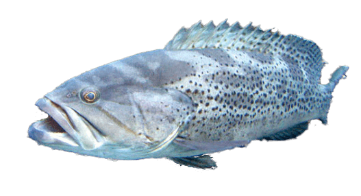 Catface Rockcod, Bacalao de Roca Caragato