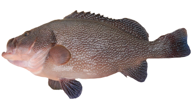 Lenteja
