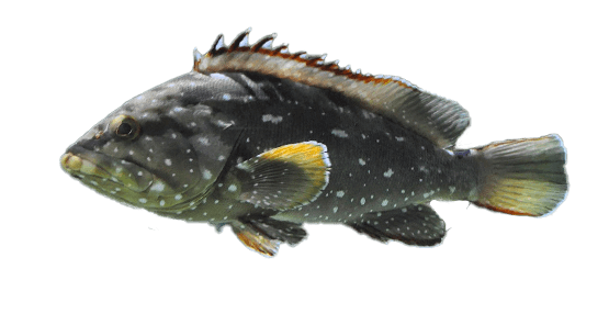 Cabrilla piedrera