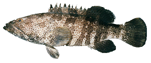 Chernia