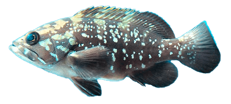 Garopa
