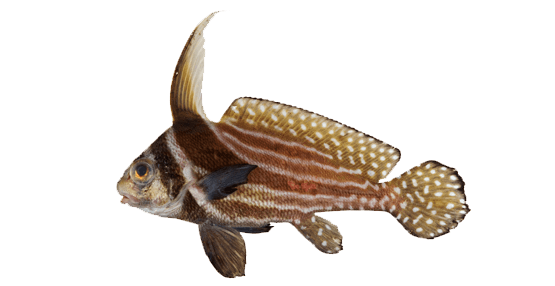Tambor Moteado Juvenil