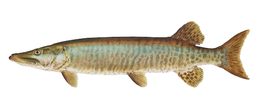Musky Tigre