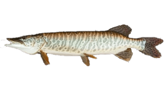 Muskie