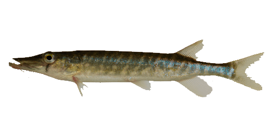Chain Pickerel