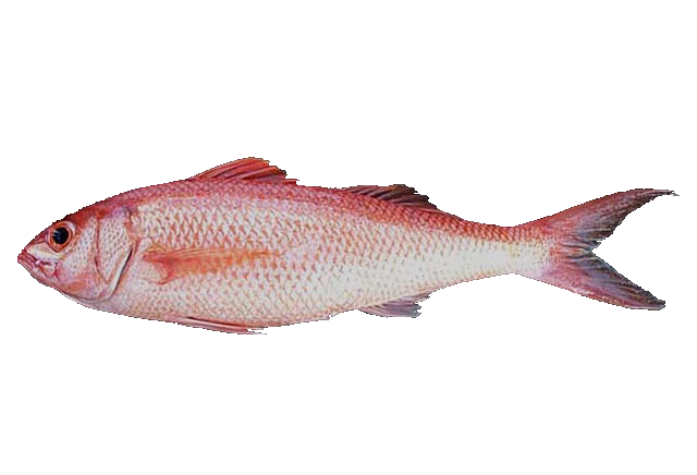 Pargo cachucho