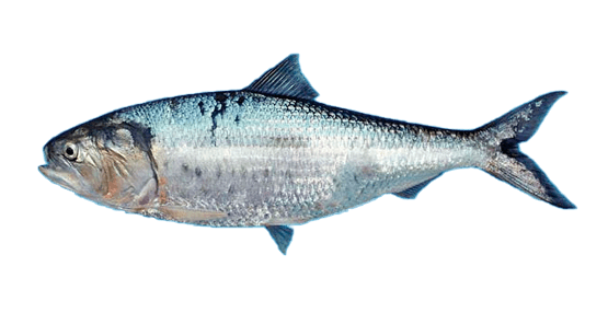 Machete