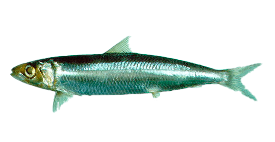 Sardina japonesa