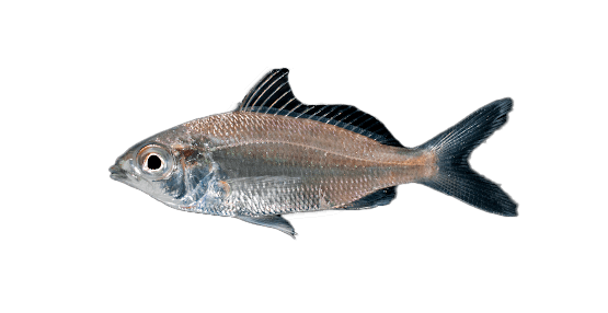 Mojarra Plateada