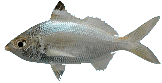 Mojarra tricolor