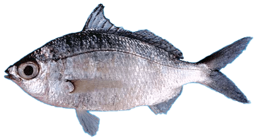 Mojarra manchita