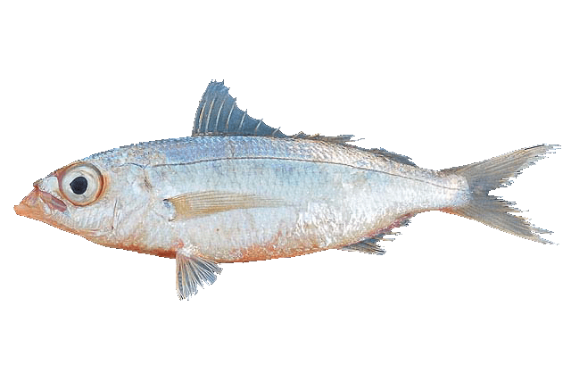 Mojarra Mancha Negra