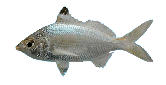 Graceful Mojarra, Mojarra Charrita