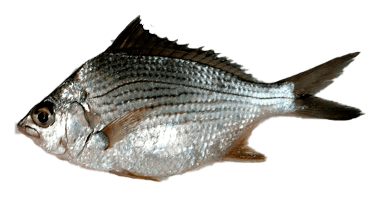 Mojarra española