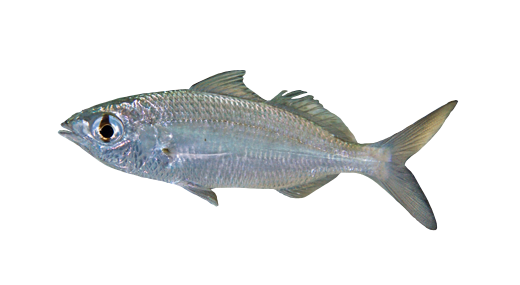 Mottled Mojarra, Mojarra pinta
