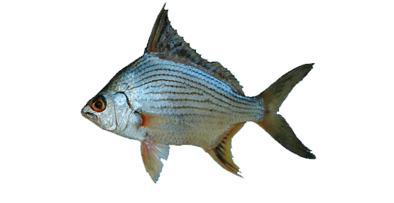 Mojarra malacapa
