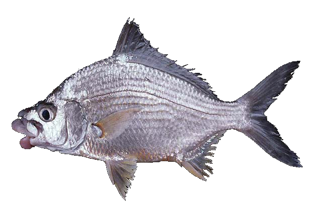 Shortfin Mojarra, Mojarra aleta corta