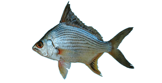 Mojarra china, Streaked Mojarra