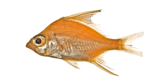 Striped Mojarra, Mojarra rayada