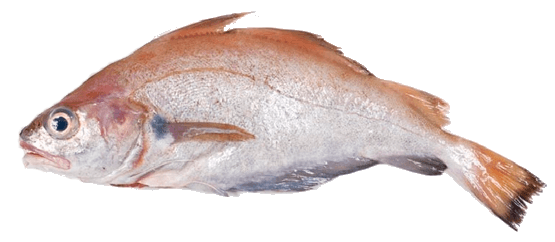 Faneca Barbuda, Bearded Pout