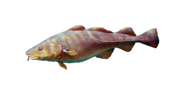 Bacalao del Pacífico
