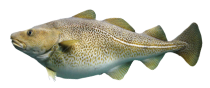 Bacalao Común