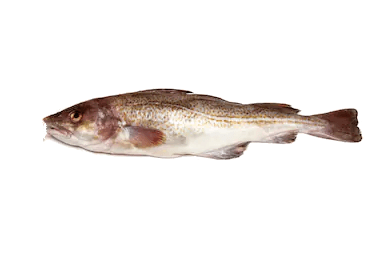 Bacalao de Groenlandia